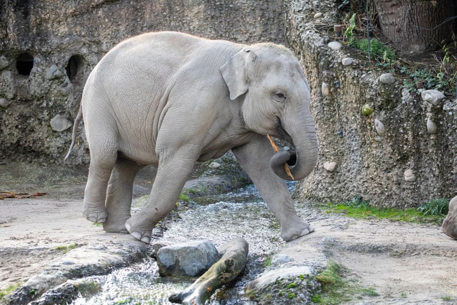 Omysha im Elefantenpark im Zoo Zürich.