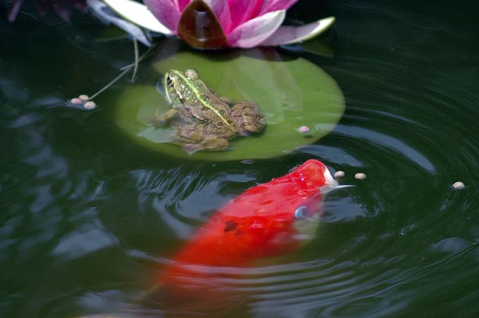 Vielleicht kommt sogar ein Frosch vorbei: der Gartenteich. Frosch Seerose Blatt Fisch rot Wasser
