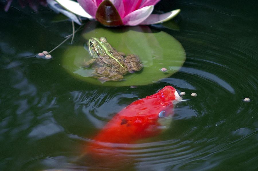 Frosch Seerose Blatt Fisch rot Wasser