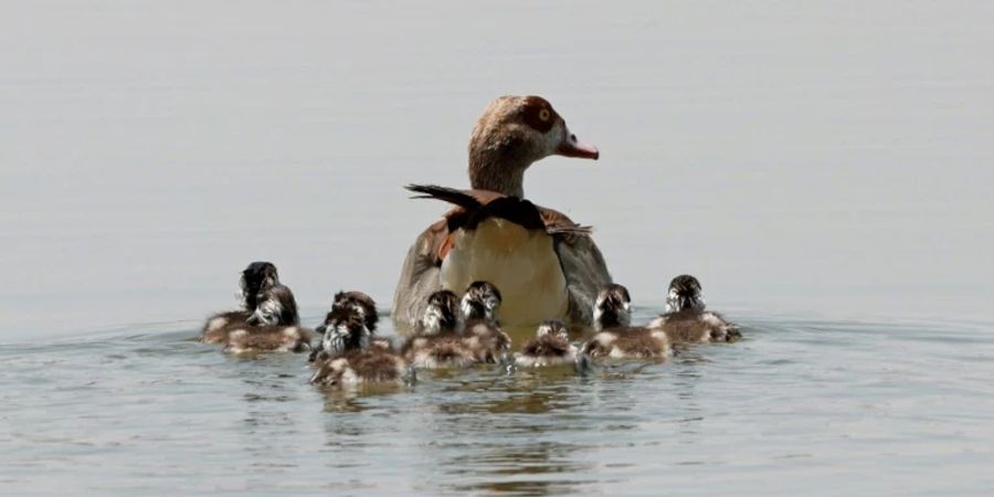 Entenfamilie (Archivfoto)