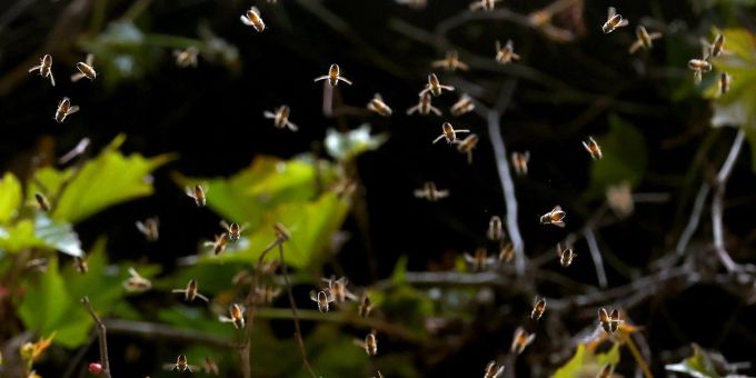 Bienenexperten sind unter Tierärzten immer noch eher eine Rarität. Bienenexperten sind unter Tierärzten immer noch eher eine Rarität.