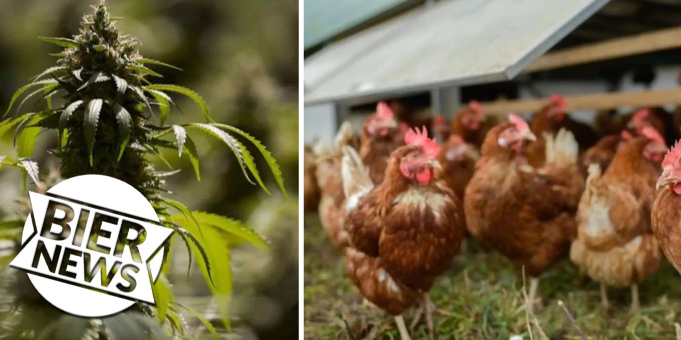können Hühner Cannabis-Blätter essen