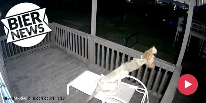Im Video - Katze kommt gegen hungrigen Kojoten mit Schrecken davon