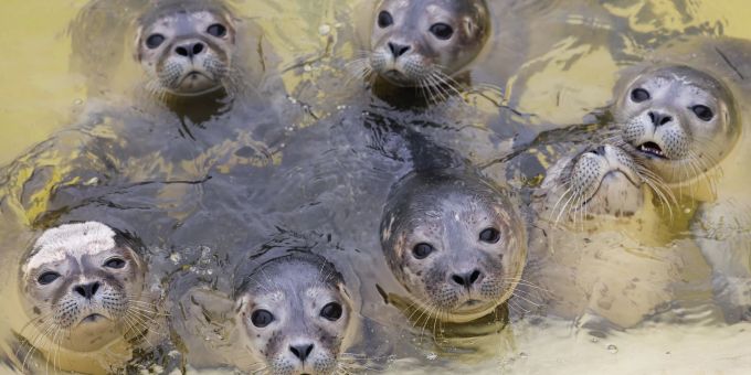 Junge Seehunde kurz vor der Fütterung in einem Becken in der Seehundstation Friedrichskoog. Junge Seehunde kurz vor der Fütterung in einem Becken in der Seehundstation Friedrichskoog.