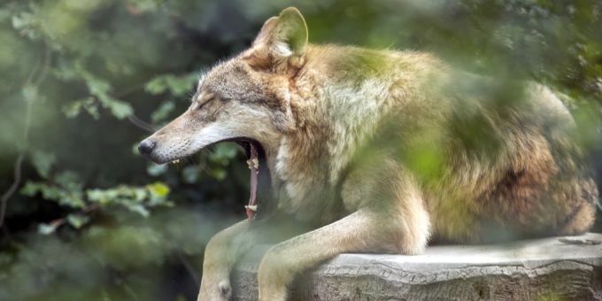Wölfe haben im Kanton Graubünden eine Kuh gerissen. Wölfe