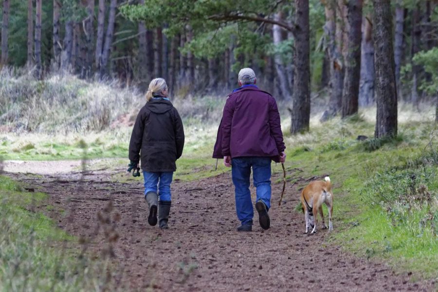 Wald Spaziergang Hund Besitzer