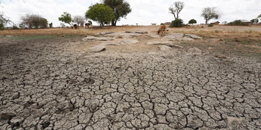 Seit Monaten dauert in Somalia, Kenia und Äthiopien eine schwere Dürre an.