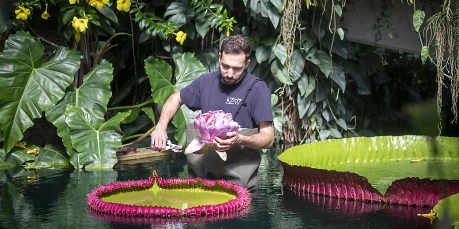 Die Blätter der in Kew Gardens entdeckten Riesenseerose können einen Durchmesser von mehr als drei Metern erreichen.