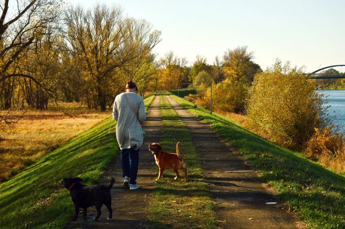 Hunde sind echte Bewegungs-Booster! Frau Deich Fluss Hunde Brücke
