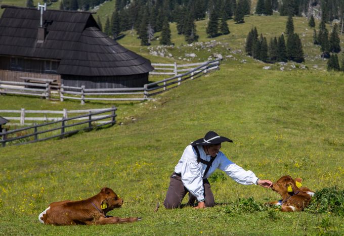 Žan Potočnik verbringt den Sommer als Hirte auf der Velika planina. Mit Anfang 20 ist er der Jüngste in der Gemeinschaft. Alm Hirte Kühe Hütten Weide