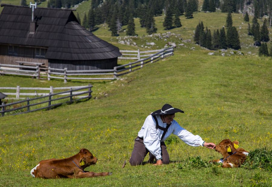 Alm Hirte Kühe Hütten Weide