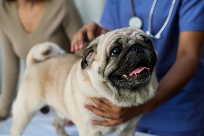 Wer einen Mops hat, muss mit einer im Durchschnitt grösseren Krankheitsanfälligkeit des Tieres rechnen. Mops beim Tierarzt