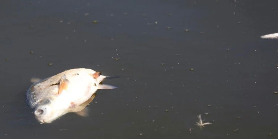 Toter Fisch in der Oder