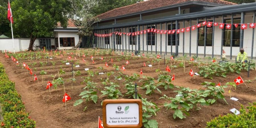 Schweizer Fähnchen zieren den neuen Gemüsegarten der Schweizer Botschaft in Colombo. Die Einweihung fand am 1. August statt.