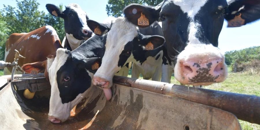 Viele hätten «immer geträumt, Bäuerin zu werden».