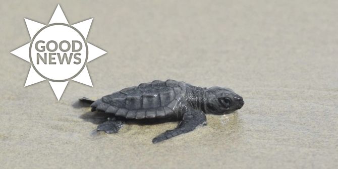 schildkröte