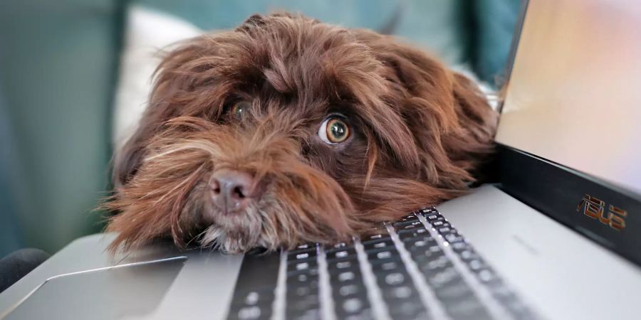 Hund mit Laptop