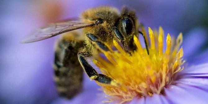 Bienen Bestäubung