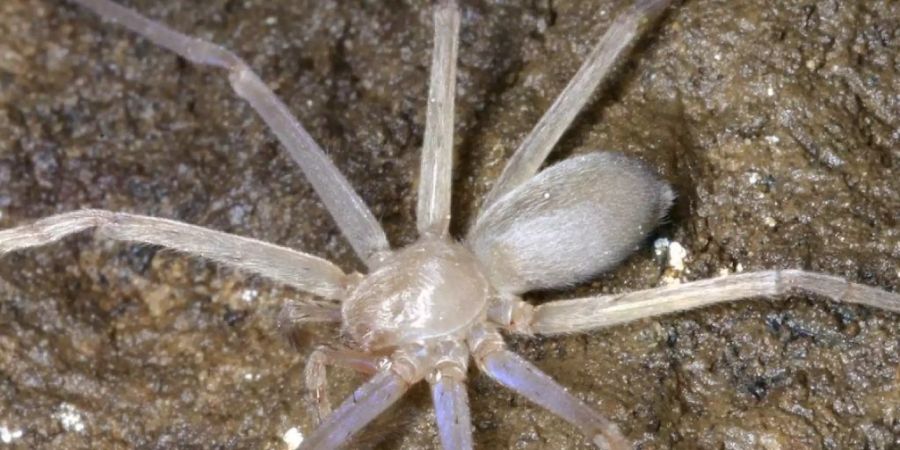 Eine Spinne der Gattung Riesenkrabbenspinne (im Bild eine verwandte Art) hat den Namen Thunberga greta bekommen. Möglicherweise hätte die Klimaschutz-Ikone es vorgezogen, dass ein Singvogel oder ein Clownfisch nach ihr benannt würde. (Archivbild)