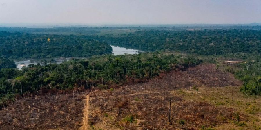 Abholzung regenwald brasilien