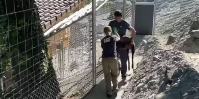 Ein Tierarzt musste die Gämse narkotisieren. Gämse Dählhölzli