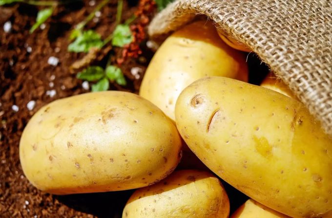 Belgische Bauern bleiben auf ihren Kartoffeln sitzen. Schuld daran ist das Coronavirus. Kartoffeln Coronavirus
