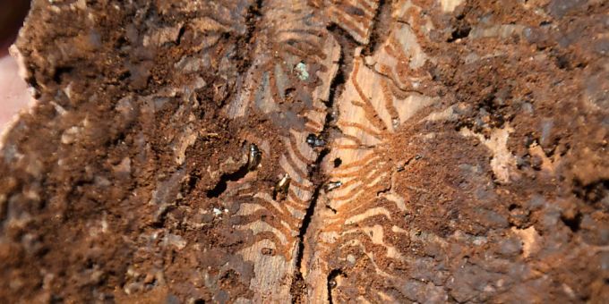 Von der Trockenheit mitgenommene Nadelwälder fallen derzeit vermehrt dem Borkenkäfer zum Opfer. wälder