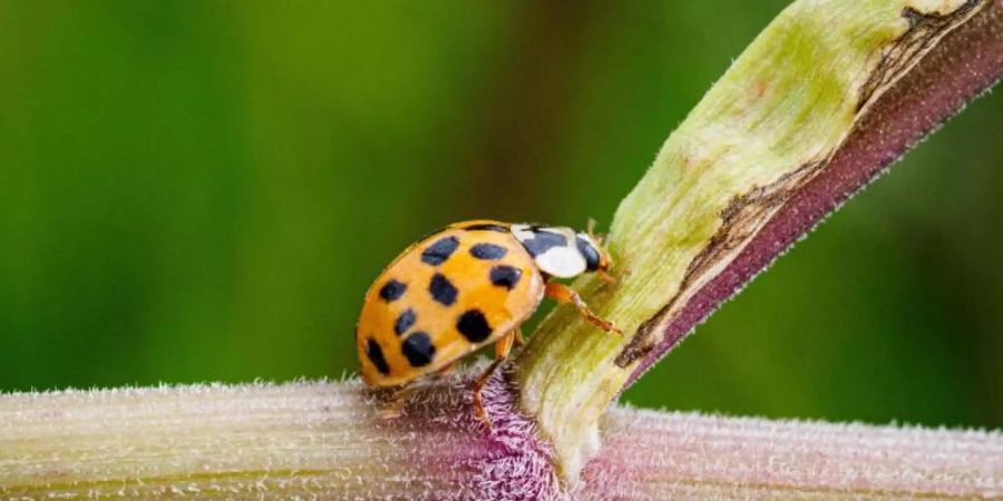 Ein Asiatischer Marienkäfer (Harmonia axyridis) krabbelt im Naturschutzgebiet Ferbitzer Bruch nahe dem Dorf Kartzow auf den Stengeln des Wald-Engelwurz (Angelica sylvestris). Foto: Soeren Stache/dpa-Zentralvild/dpa