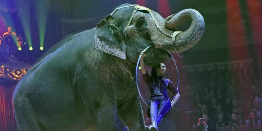 Jana Mandana Lacey-Krone mit Elefantendame Bara während eines Auftritts im Circus Krone. Foto: Ursula Düren/dpa/Archiv