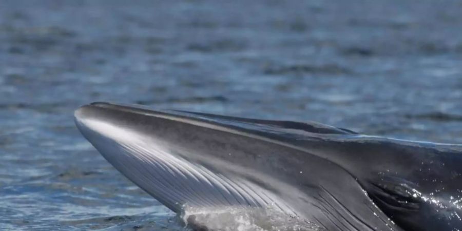 Ein Zwergwal im Nordtlantik vor den Lofoten. Foto: Ursula Tscherter/ORES/dpa