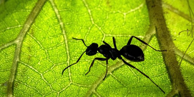 Tapinoma-Ameisen kommen ursprünglich aus dem mediterranen Raum und sind nördlich der Alpen nicht heimisch. Tapinoma-Ameisen
