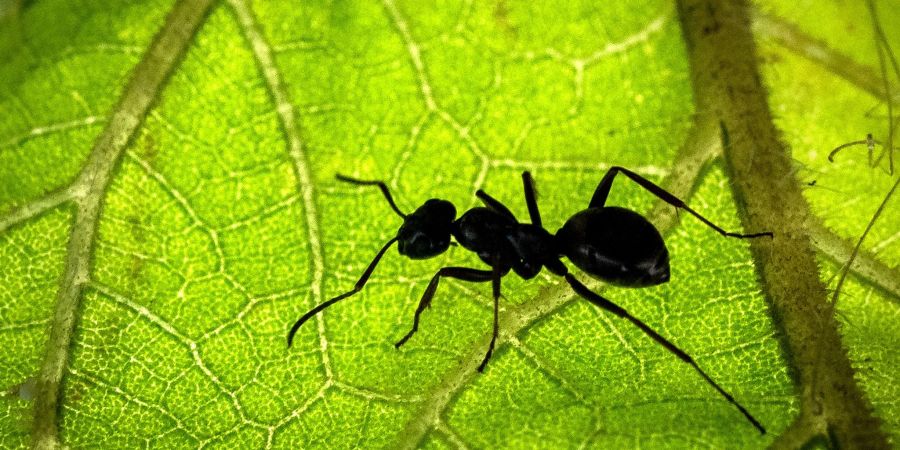 Tapinoma-Ameisen kommen ursprünglich aus dem mediterranen Raum und sind nördlich der Alpen nicht heimisch.