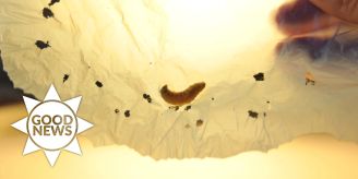 Good News - Speichel von Wachswurm zersetzt Plastikmüll