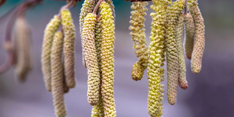Ein milder Winter hat vielerorts für eine frühe Haselnussblüte gesorgt. Wer einen Haselnussstrauch im Garten hat und ihn noch nicht beschnitten hat, sollte das im Februar tun.