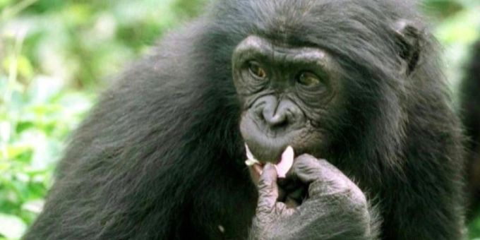 In Frankfurter Zoo - Derzeit wohl ältester Bonobo der Welt gestorben