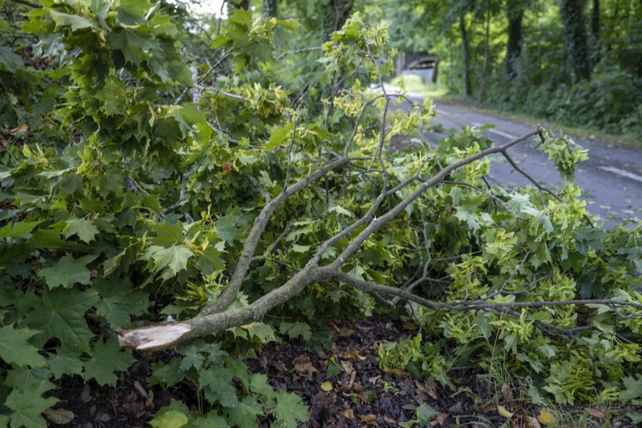 Die Äste der Hecke hängen aber auf das Grundstück seines Nachbarn, einem Landwirten, über. (Symbolbild)