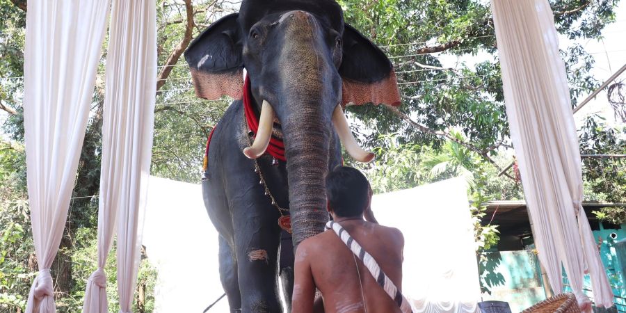 Tierschutz im Tempel: Ein gläubiger Hindu sitzt im Bundesstaat Kerala vor dem lebensgrossen mechanischen Elefanten.