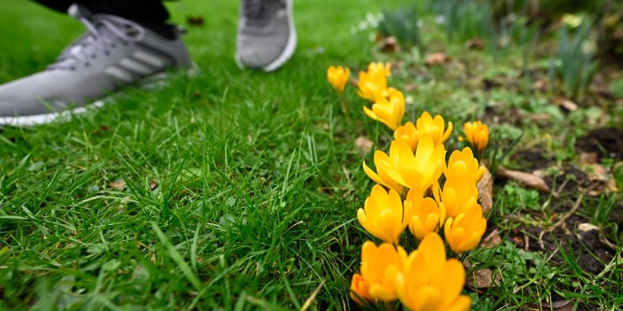 Wilder Krokus blüht am Rande einer Wiese in Köln.