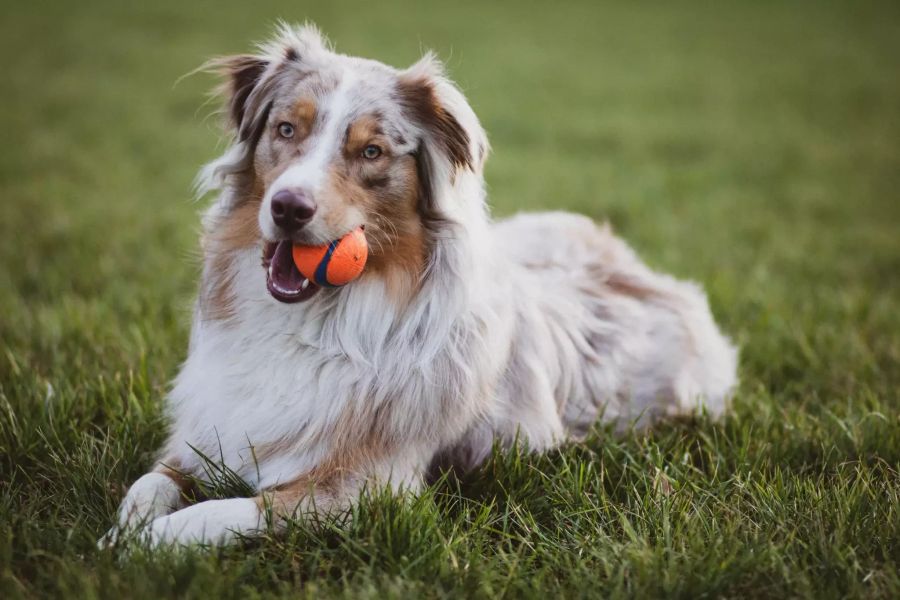 Hund mit Ball.