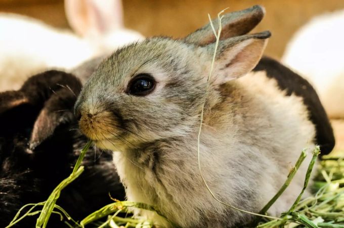 Für Echtpelz müssen zum Beispiel Kaninchen ihr Leben lassen. Ein Kaninchen