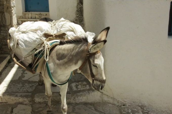 Esel statt Autos auf der griechischen Insel Hydra. Esel