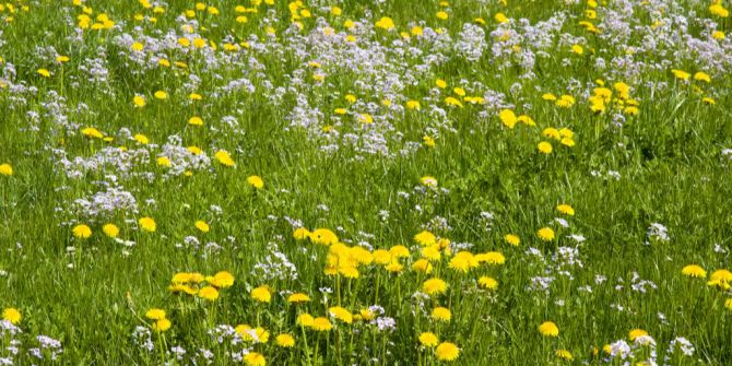 Blumenwiese