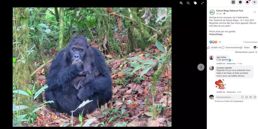 Das Gorillaweibchen mit ihrem Nachwuchs auf dem Arm.