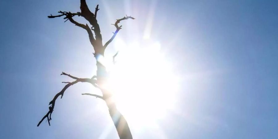 Die Silhouette eines toten Baumes zeichnet sich vor der sengenden Sonne ab. Foto: Sina Schuldt/dpa