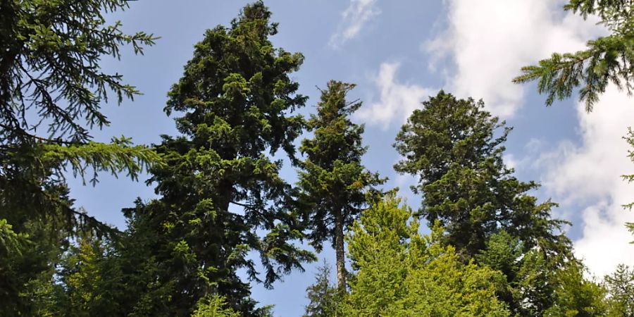 Ein gemischter Weisstannen- und Fichtenbergwald: Die Weisstannen kommen besseren mit Dürren zurecht als Fichten, wie eine Langzeitstudien gezeigt hat. (Pressebild)