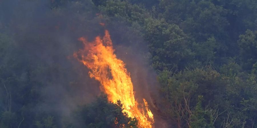 Bäume stehen in Flammen. Hunderte von Menschen in vielen kleinen Städten auf Sardinien wurden aus ihren Häusern in Sicherheit gebracht. Foto: Alessandro Tocco/LaPresse/AP/dpa