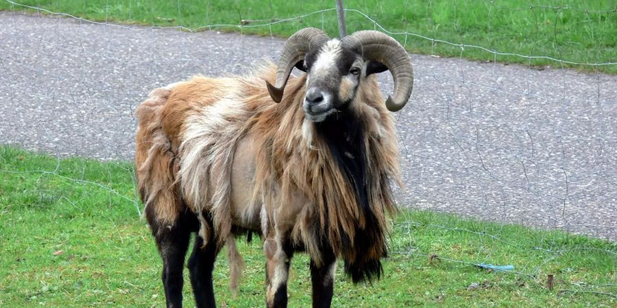 schafbock