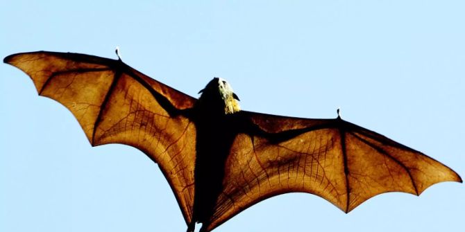 fledermaus