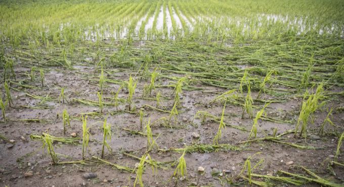 Ein von Unwettern zerstörtes Maisfeld in Rümlang ZH. Maisfeld Unwetter