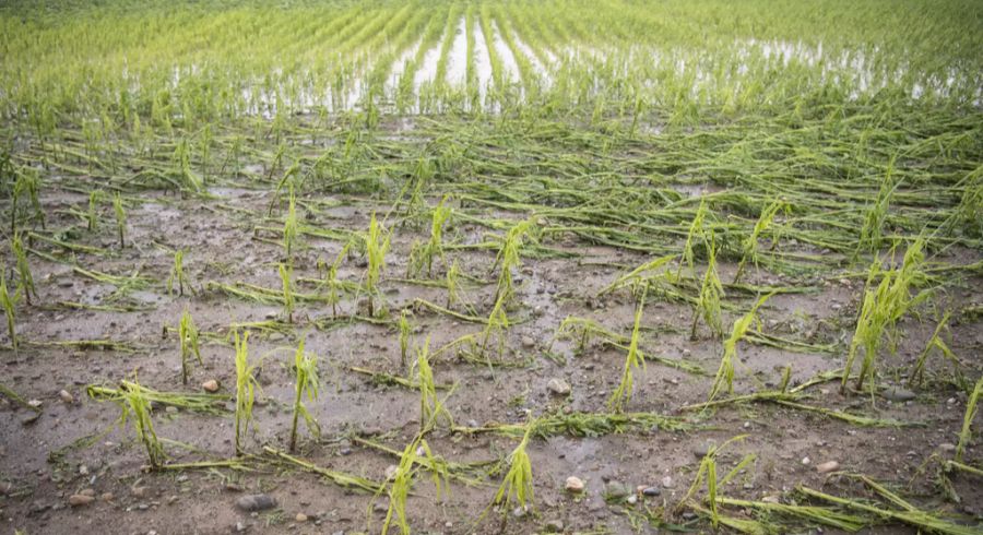 Maisfeld Unwetter